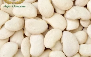 Белые фасоль Ада-Донская - Надия