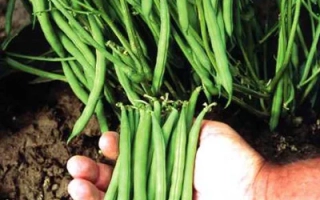 Рука держит свежие стручки фасоли на фоне грядки - Патион