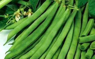 Свежая фасоль Садгорянка на ветвях с листьями и цветами