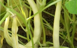 Юбилейная 287