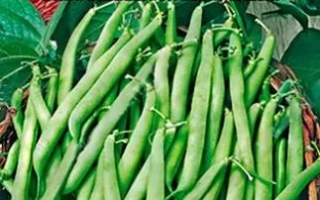 Зеленоглазка