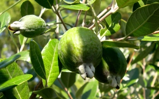 Таврическая