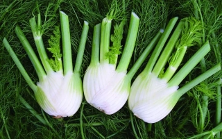 Осенний Красавец