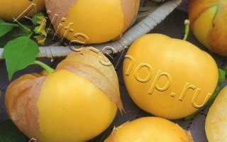 Пакет семян физалиса ЛАКОМКА