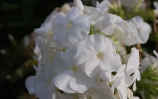 Белые цветы флокса бордюрной - БОРДЮРНЫЙ БЕЛЫЙ