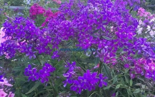 Чернильный