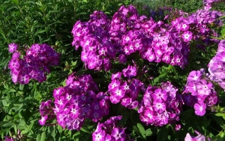 Цветущий флокс Фестивальный на фоне зелёной листвы