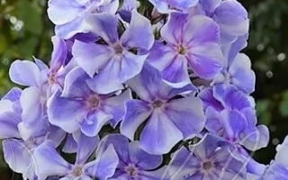 Синие цветы флокса на фоне зелени - ГЖЕЛЬ МАКСИ