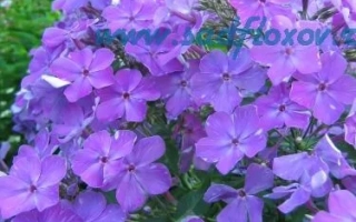 Игорь Тальков