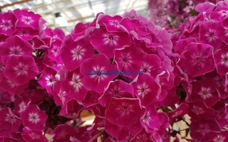 Ярко-розовые цветы флокса Краса на фоне земли