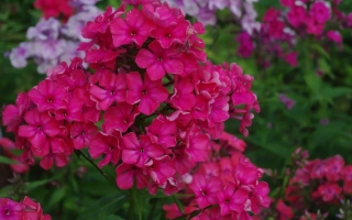 Яркие цветы флокса МАРГО на фоне зелени