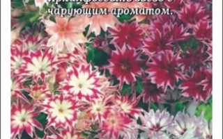 Пакет семян Флокс Млечный Путь с изображением цветущих растений