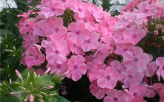 Розовые цветы флокс на фоне зелени - НАХОДКА