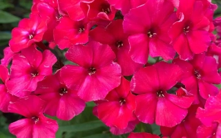 Ярко-розовые цветы флокса на фоне зелени с надписью Семипетъе - НЕЛЛИ