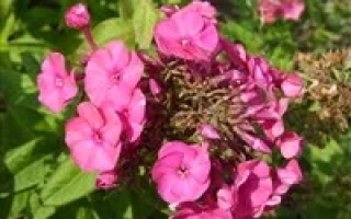 Розовые цветы флокса на зелёном фоне - НИКОЛЯ ФЛАММЕЛЬ