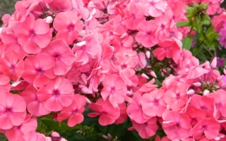 Розовые цветы флокса, сорт НИКОЛАЙ ЩОРС