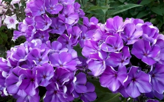 Фиолетовые цветы флокса на фоне зелени - Полина