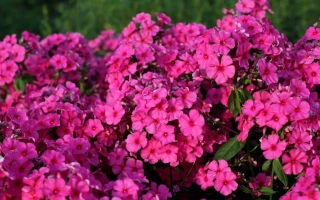 Яркие розовые цветы флокс на зелёном фоне - ПРИВЕТ