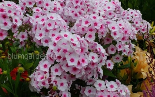 Цветущий флокс Румяный с розовыми и белыми лепестками на фоне зелени