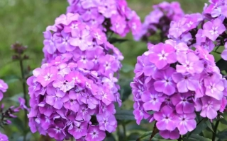 Фиолетовые цветы флокса на зеленом фоне - Селена