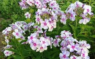 Сигизмунд Леваневский