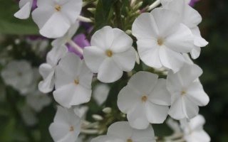 Белые цветы флокса на фоне зелени - ШНЕЕПИРАМИДЕ