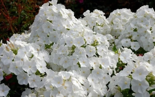 Снежный Шар