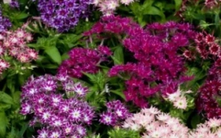 Цветущие растения флокс Шурочка на фоне поля