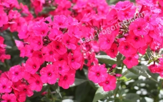 Ярко-розовые цветы флокса Святогор на фоне зелени