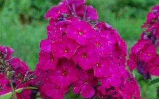 Крупный план ярко-розовых цветов флокс на фоне зелёной листвы, сайт phloxes.ru внизу. - ТАРАС ШЕВЧЕНКО