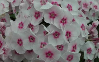 Белые цветы флокса с розовыми центрами - Юлия