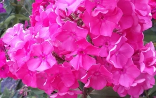 Яркие розовые цветы флокса на фоне зелёных листьев - ЮННАТ