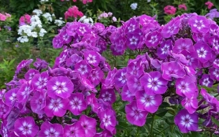 Крупный план фиолетовых цветов флокс в саду - УСПЕХ