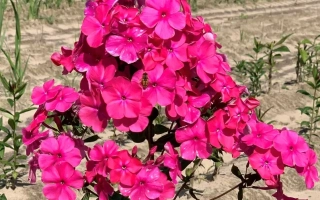 Ярко-розовые цветы флокса Виктория на фоне поля