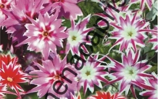 Пакет семян Флокс Звездочка с изображением цветущих розовых и красных цветов