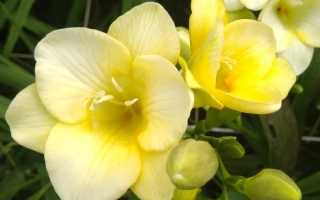 AMP SALIDA GOLD FREESIA