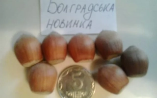 Болградская новинка