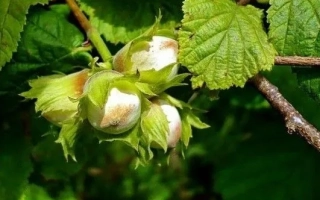 ЧЕРКЕССКИЙ 2