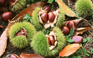 Годиливський