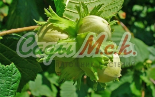 Каталонский