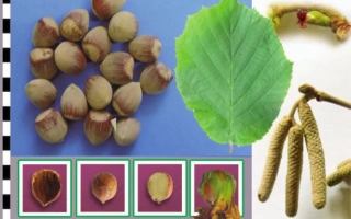 Клиновидный / Клиновидний