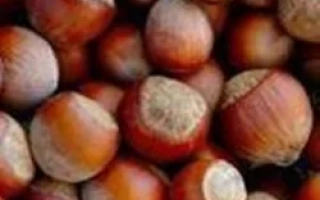 Лозовской шаровидный