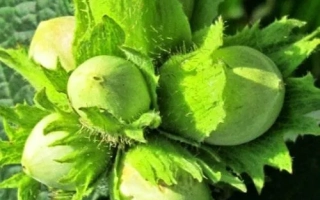 Мортарелла