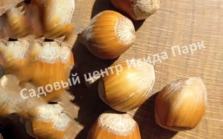 Подарок Ваничевой