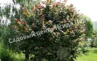 Тамбовский Ранний