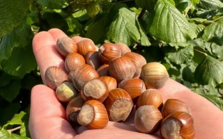 Тонда Франческана