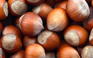 TONDA GENTILE ROMANA