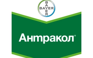 Логотип Bayer с названием продукта Антракол на зеленом фоне - Антракол 70 WG