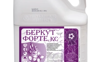 Беркут Форте