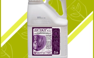 Bottle of fungicide DEZAL K.S. with 5 L volume on green background